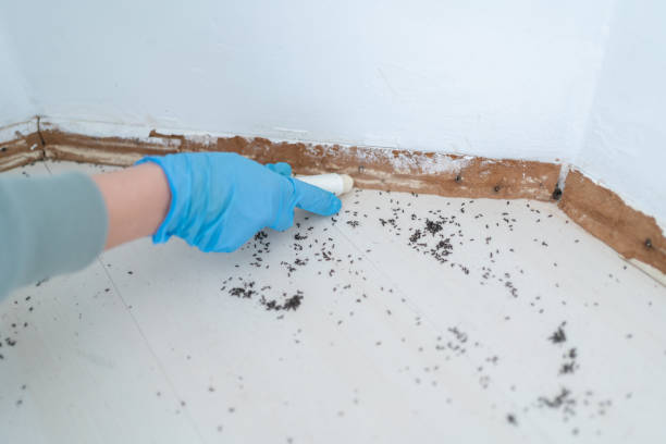 Best Affordable Pest Control Services  in Forty Fort, PA